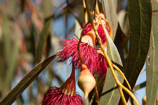 Eucalyptus leucoxylon Rosea
