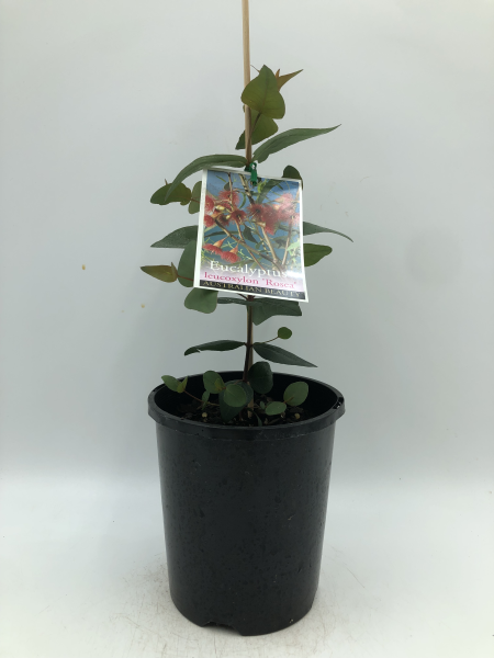Eucalyptus leucoxylon Rosea