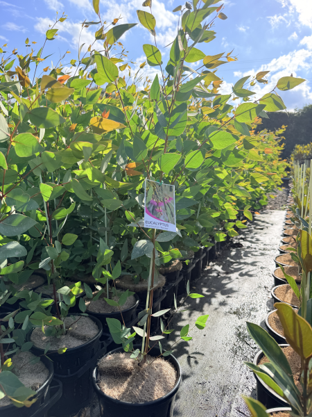 the plant broker