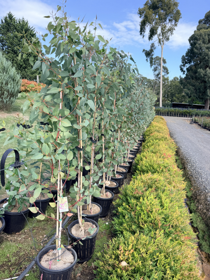 Eucalyptus leucoxylon Rosea