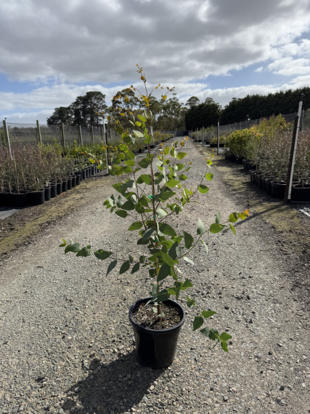 Eucalyptus leucoxylon subsp. connata