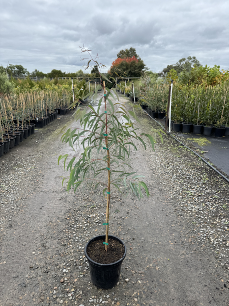 Eucalyptus mannifera