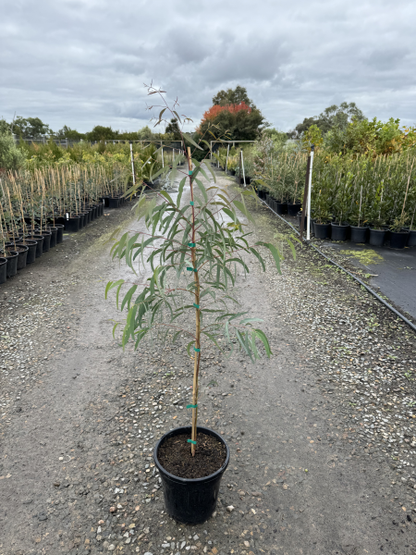 Eucalyptus mannifera