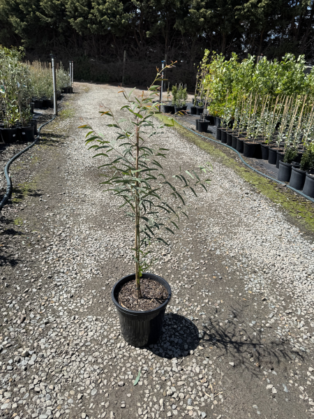 Eucalyptus mannifera Little Spotty