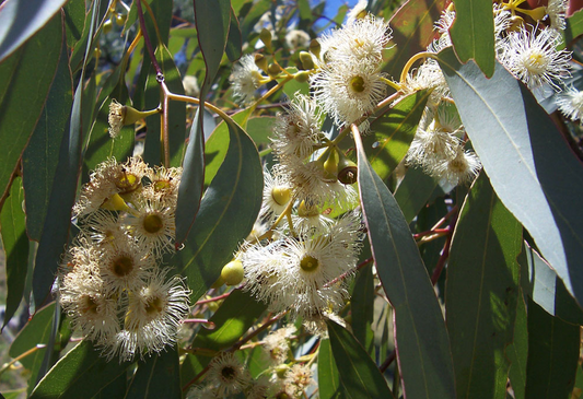 Eucalyptus melliodora