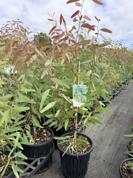 Eucalyptus melliodora