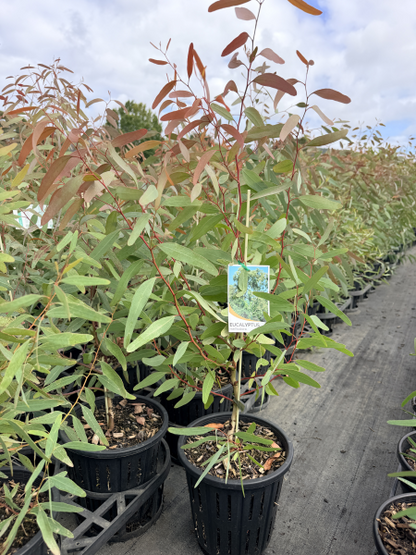 Eucalyptus melliodora