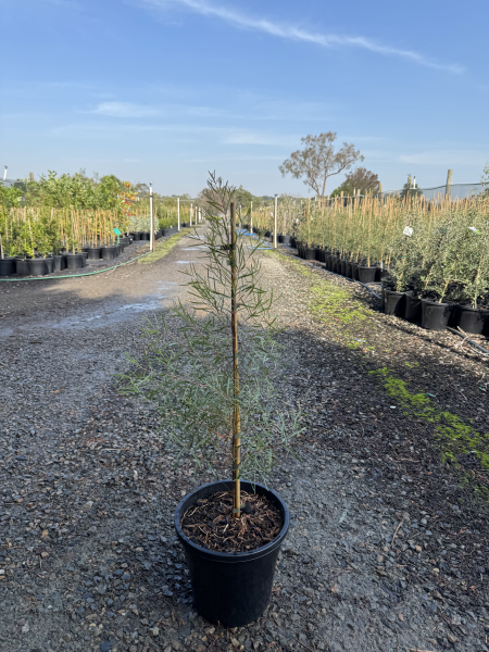 Eucalyptus nicholii