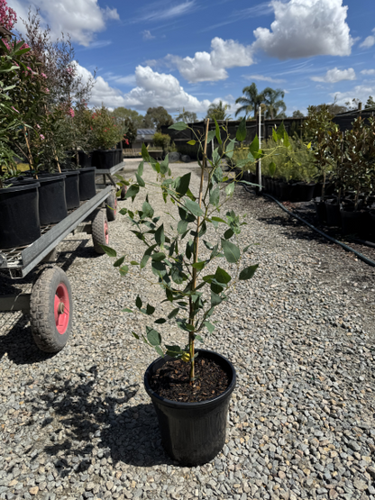Eucalyptus olivacea Summer Scentsation