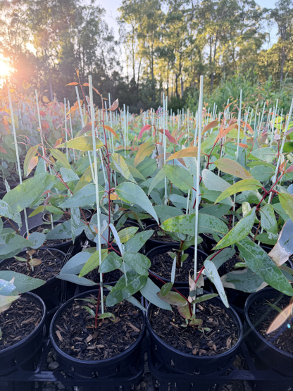 Eucalyptus pauciflora