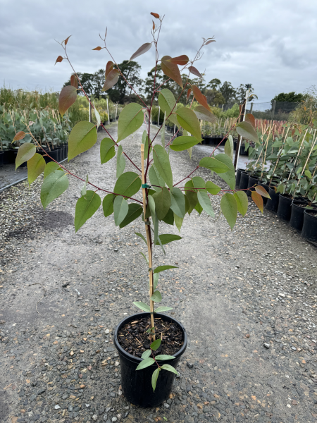 Eucalyptus pauciflora Little Snowman