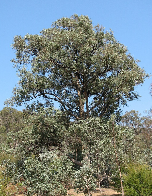 Eucalyptus polyanthemos