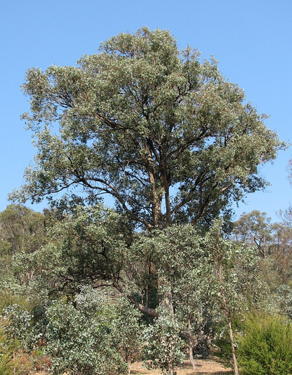 Eucalyptus polyanthemos