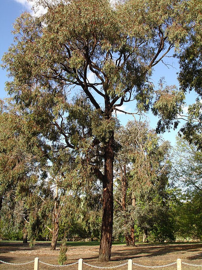 Eucalyptus sideroxylon Rosea