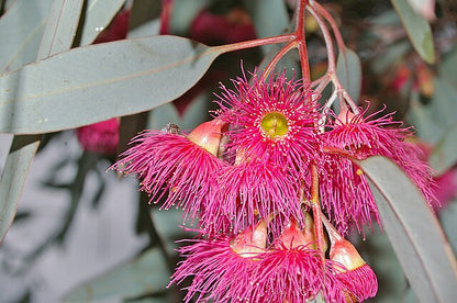 Eucalyptus sideroxylon Rosea