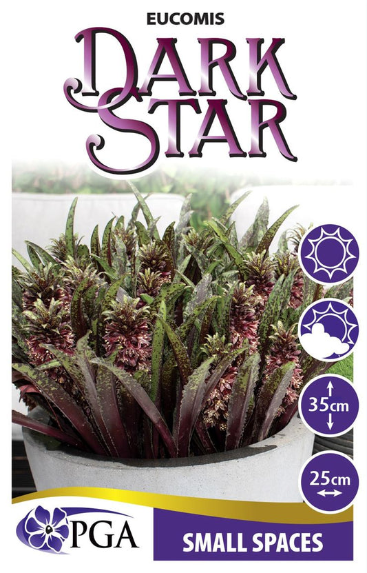 Eucomis ‘Dark Star’