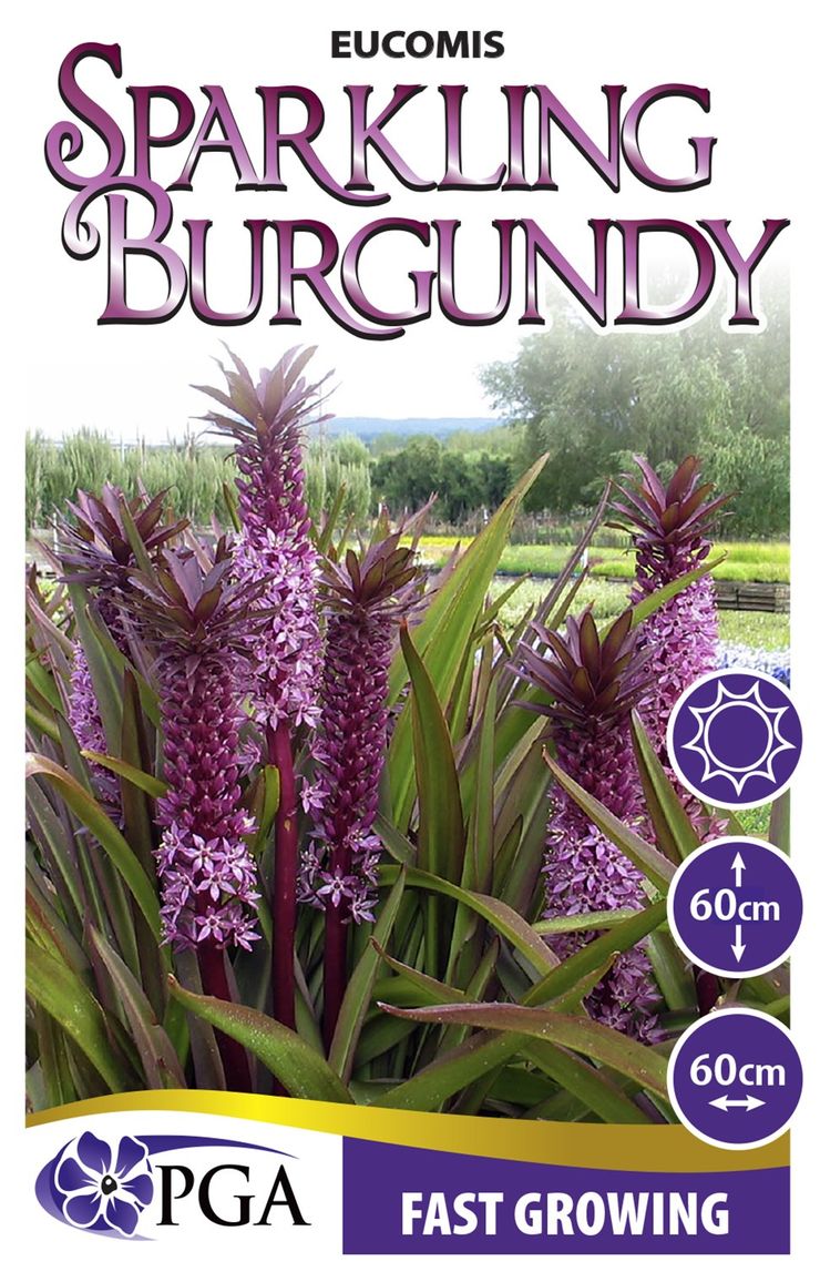 Eucomis ‘Sparkling Burgundy’
