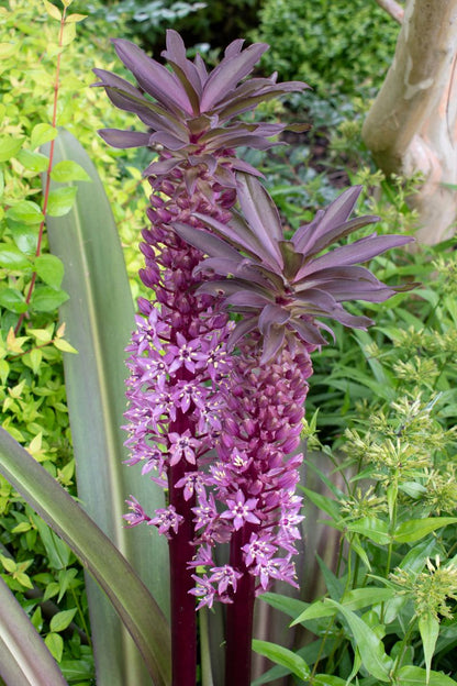 Eucomis ‘Sparkling Burgundy’