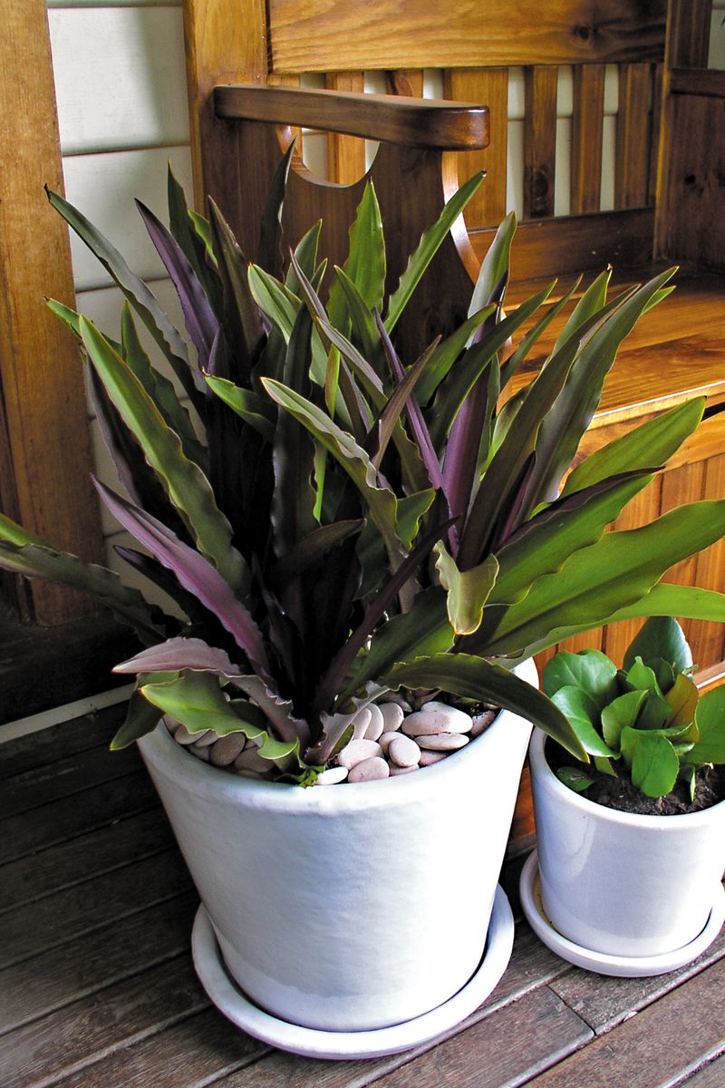 Eucomis ‘Sparkling Burgundy’