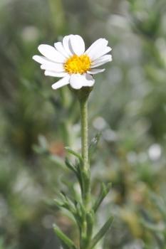 Eumorphia prostrata