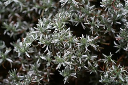 Eumorphia prostrata