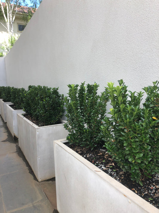 Euonymus japonicus Green Rocket