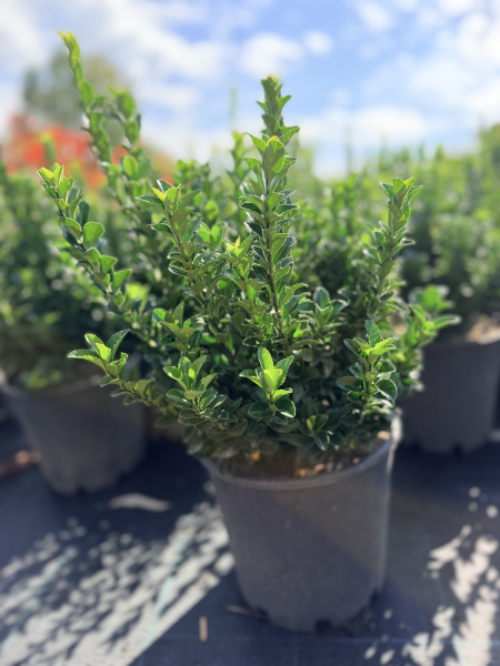 Euonymus japonicus Green Rocket