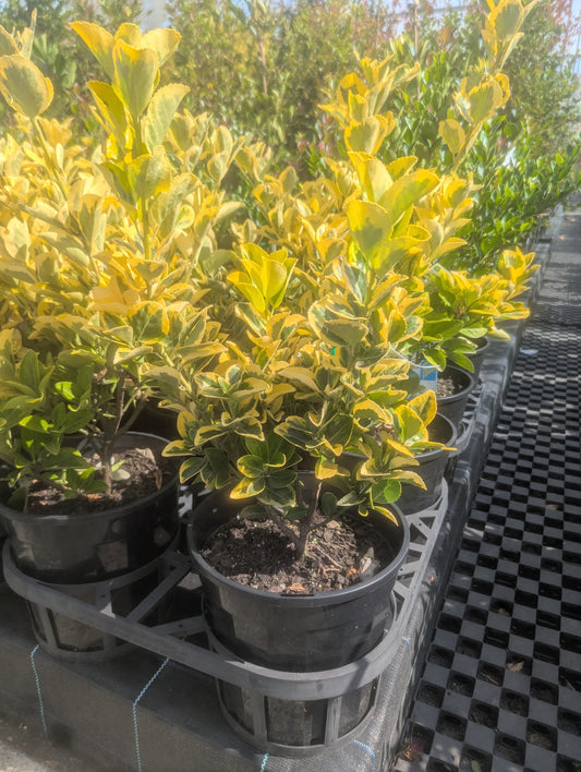 Euonymus japonicus Aureo Marginatus
