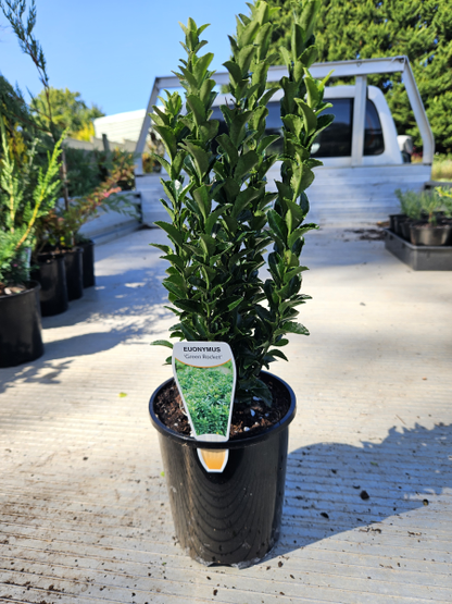 Euonymus japonicus Green Rocket