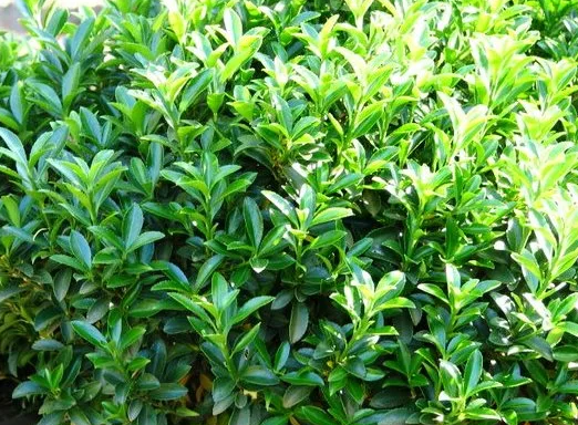 Euonymus japonicus microphyllus Tom Thumb