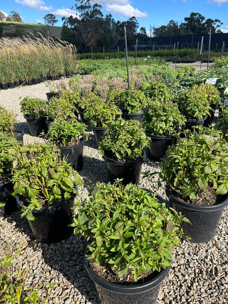 the plant broker