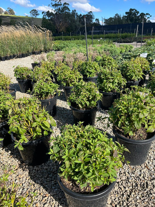 Eupatorium maculatum 'Phantom'