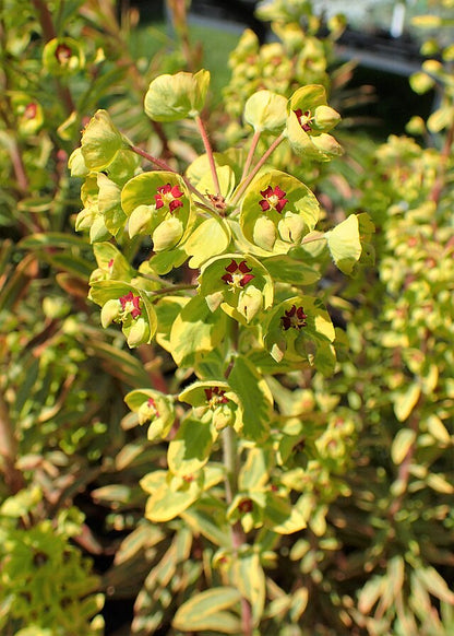 Euphorbia 'Ascot Rainbow'