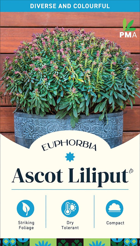 Euphorbia ‘Ascot Liliput’