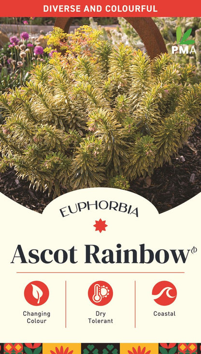 Euphorbia 'Ascot Rainbow'