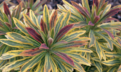 Euphorbia 'Ascot Rainbow'