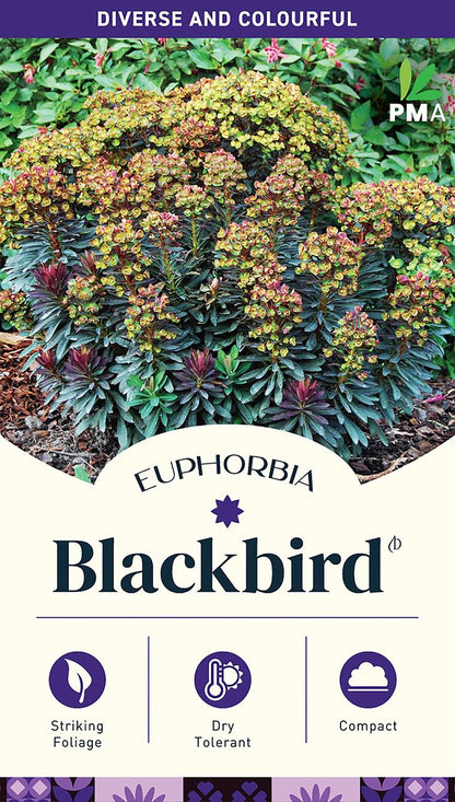 Euphorbia ‘Blackbird’