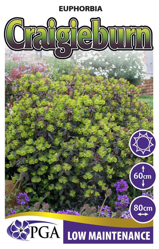 Euphorbia 'Craigieburn'