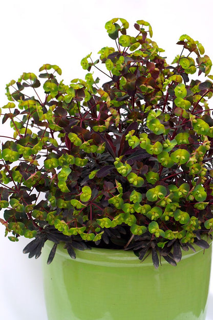 Euphorbia 'Craigieburn'