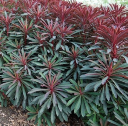 Euphorbia 'Miners Merlot'