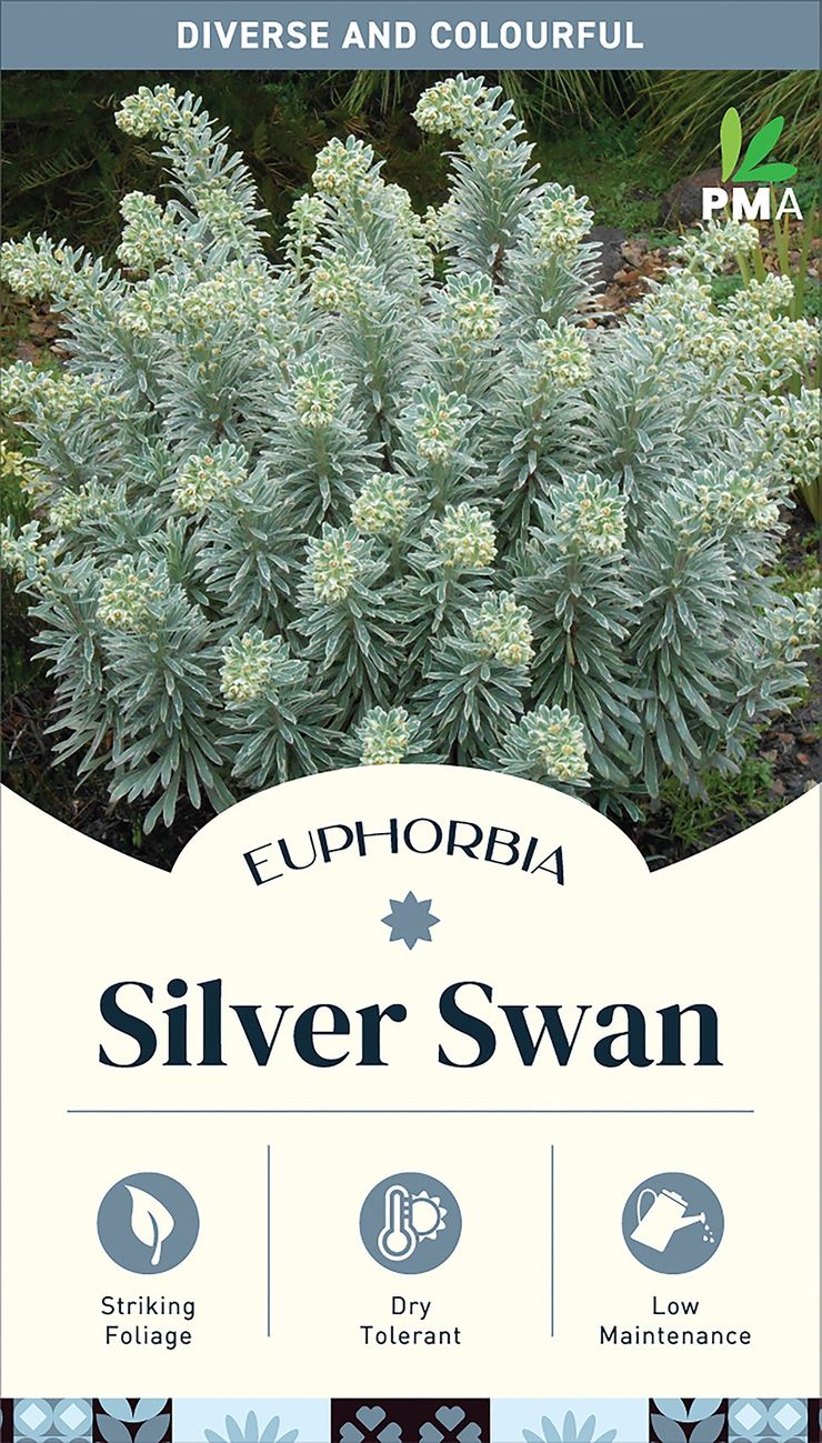 Euphorbia ‘Silver Swan’