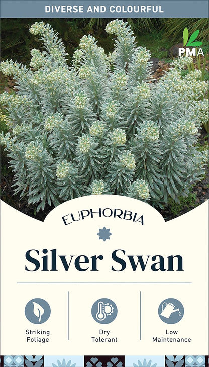 Euphorbia ‘Silver Swan’
