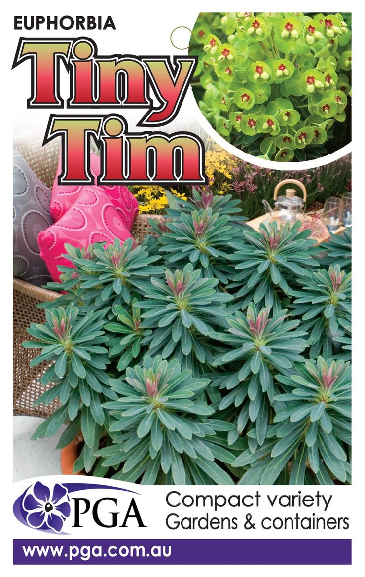 Euphorbia ‘Tiny Tim’