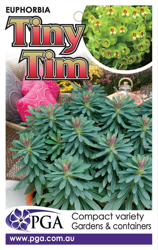Euphorbia ‘Tiny Tim’