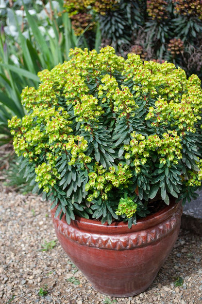 Euphorbia ‘Tiny Tim’