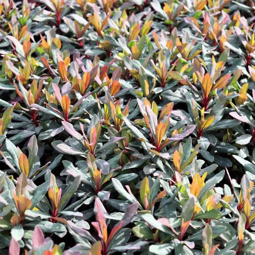 Euphorbia amygdaloides 'Ruby Glow'