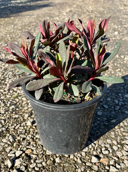Euphorbia amygdaloides 'Ruby Glow'