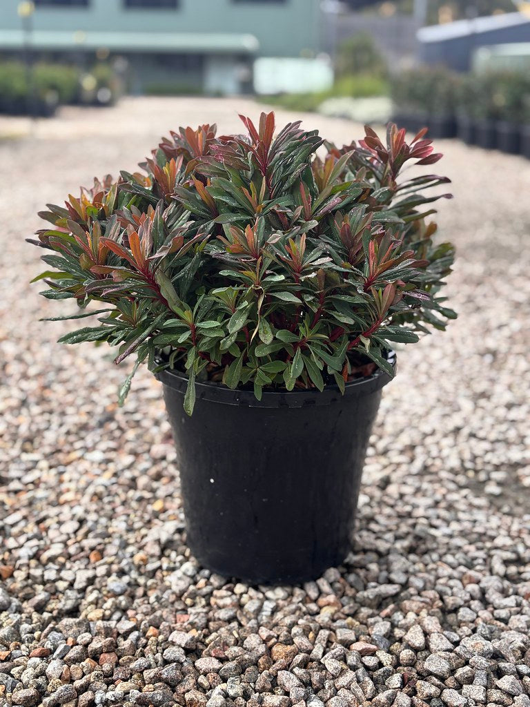 the plant broker