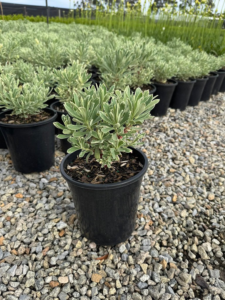 the plant broker