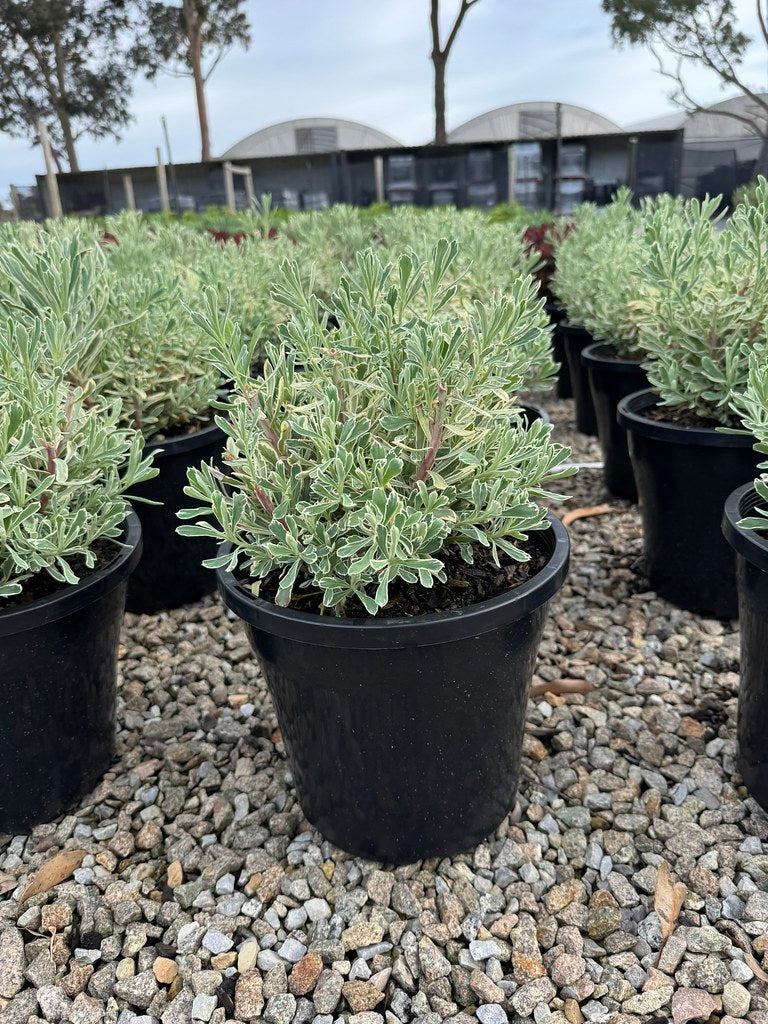 the plant broker